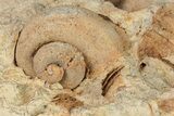 Ordovician Gastropod (Trochonema) Fossil - Wisconsin #203672-2